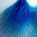 Salomé Osorio | Earrings Blue Feathers Earrings [1]