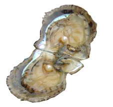 Coquille d'huître ouverte avec deux perles à l'intérieur, mettant en valeur la formation naturelle des perles.