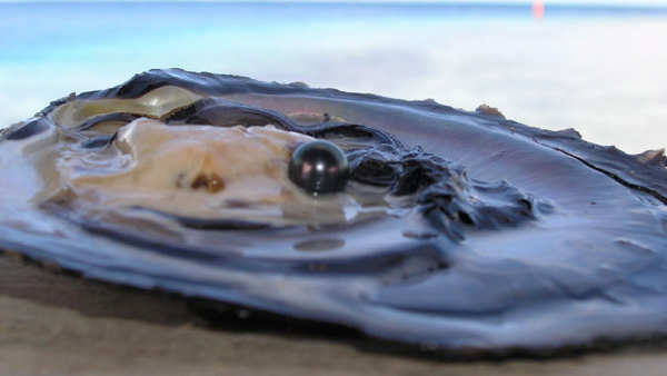 Une huître ouverte avec une perle à l'intérieur, posée sur une surface, avec un arrière-plan flou de mer.
